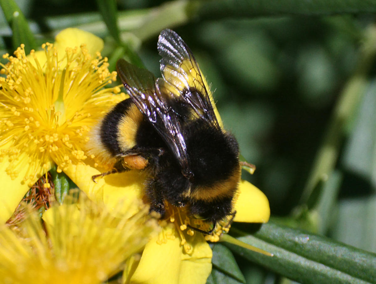 Bombus terrestris ?